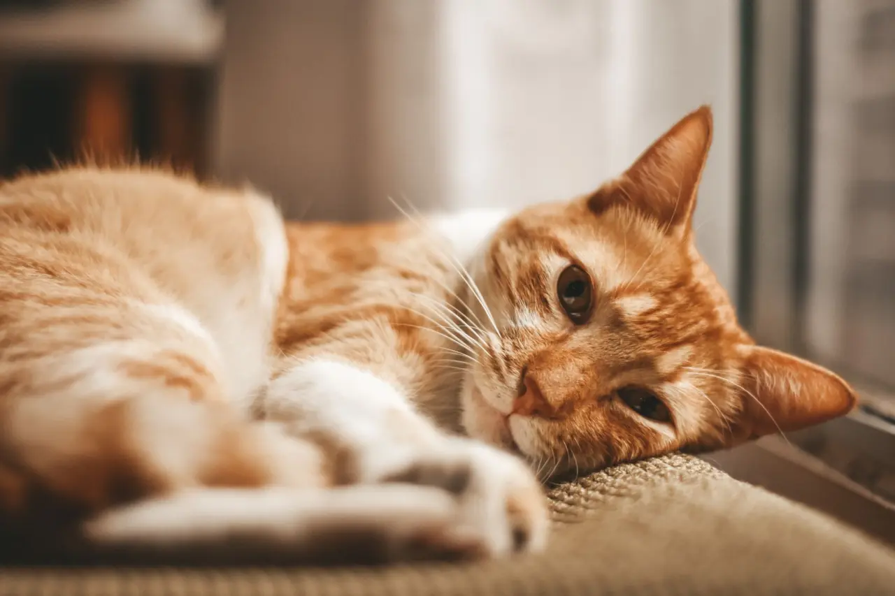 Sevimli kedi