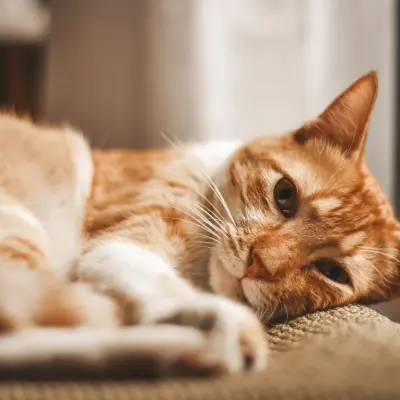 Sevimli kedi