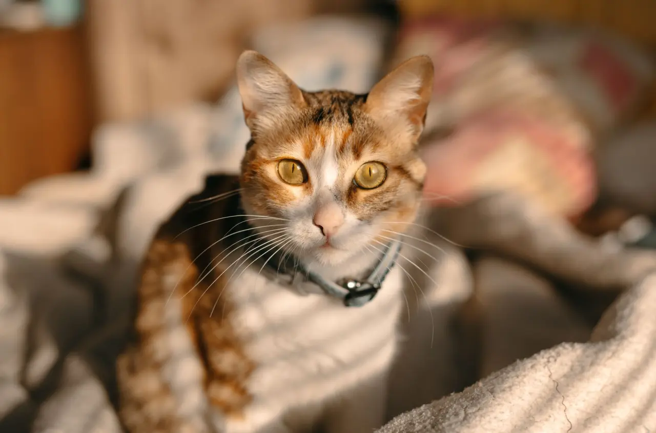 Sevimli kedi