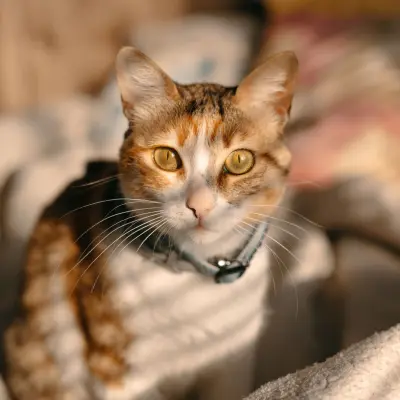 Sevimli kedi
