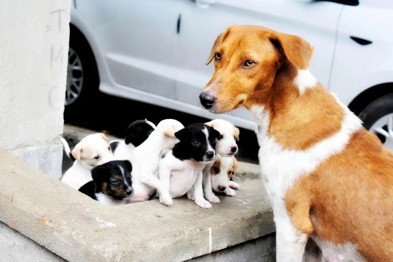Sadık köpek
