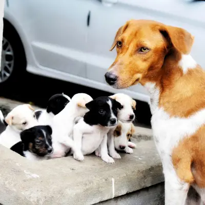 Sadık köpek