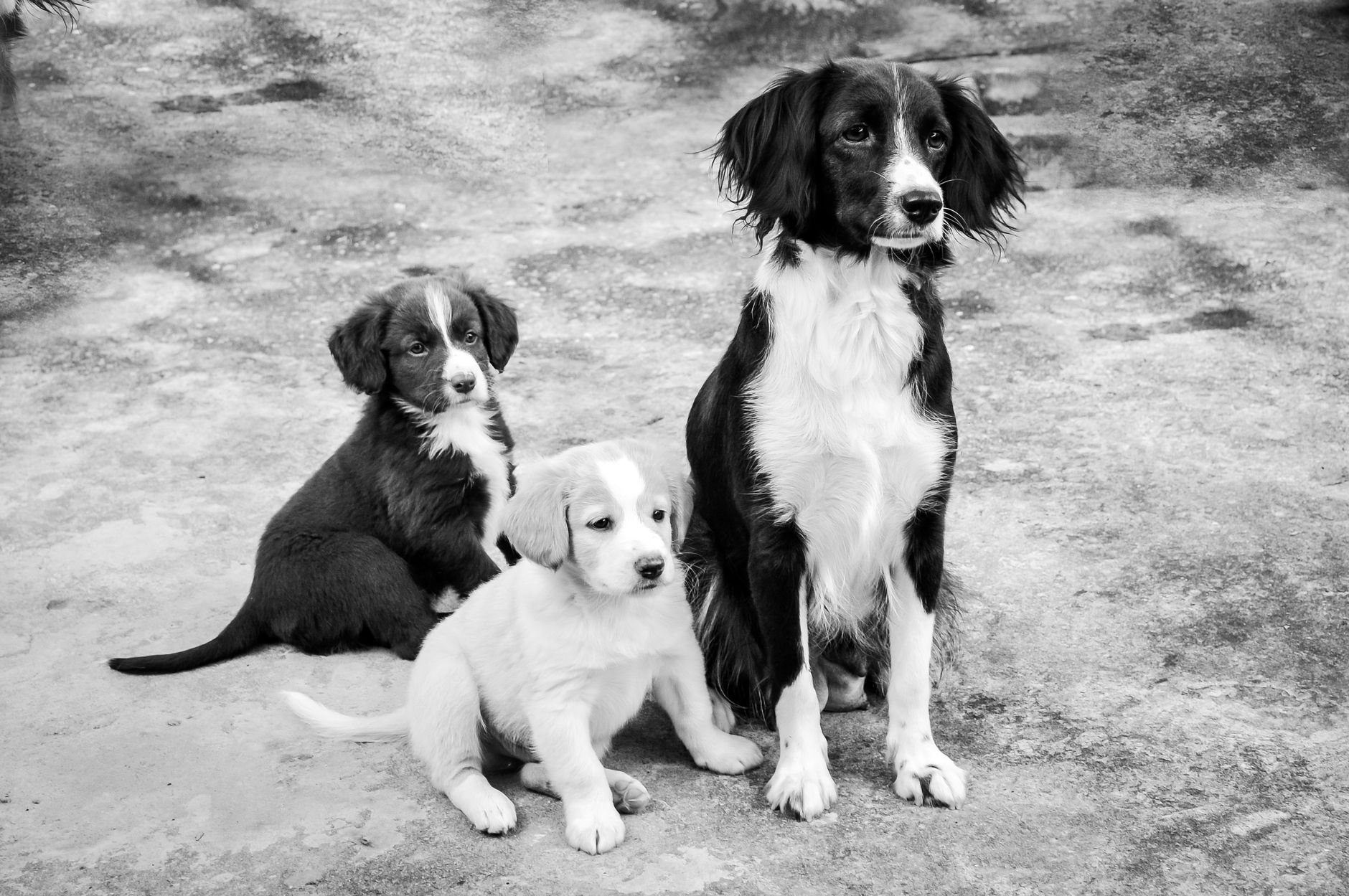 Sadık köpek
