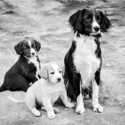 Sadık köpek