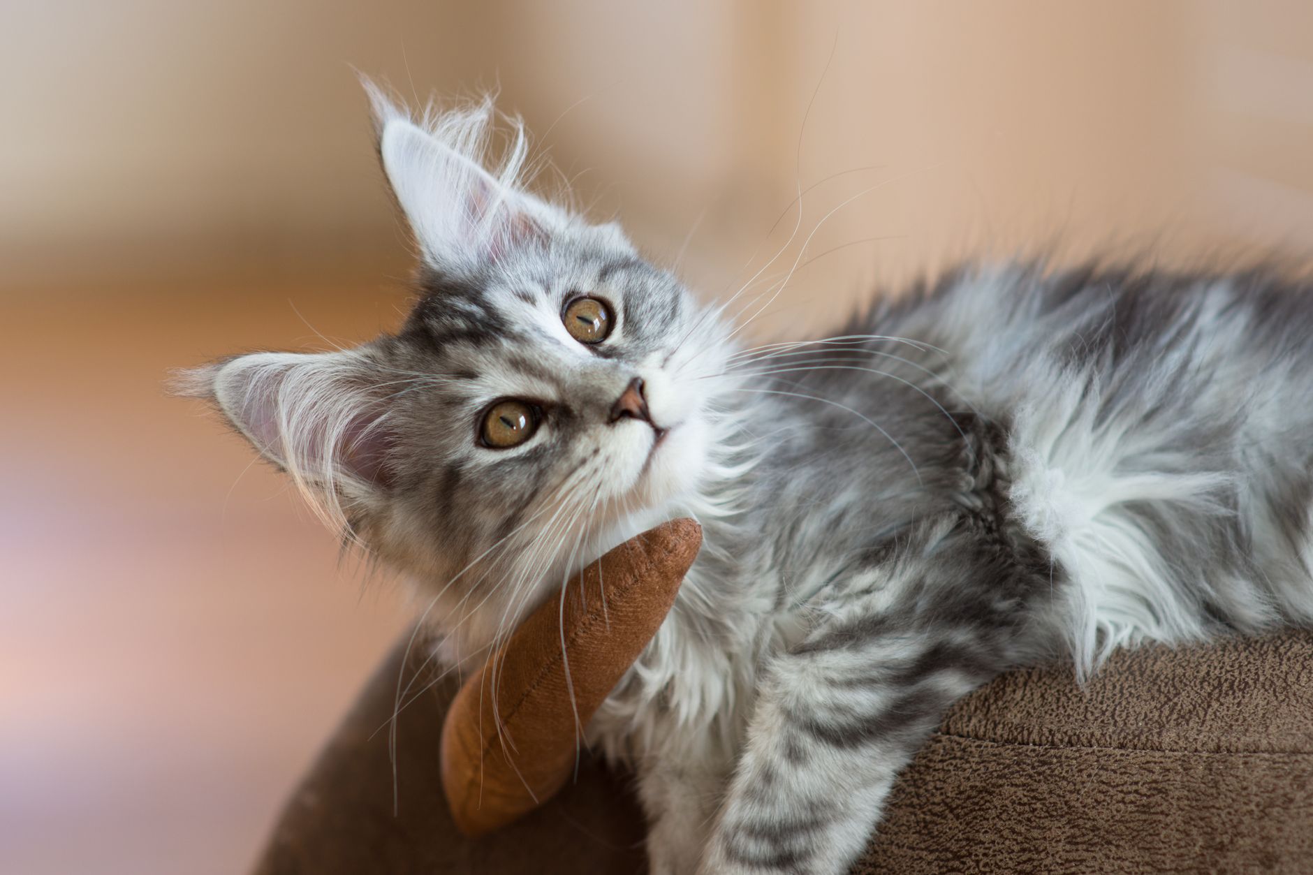 Sevimli kedi