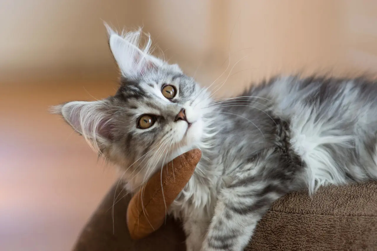 Sevimli kedi