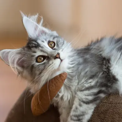 Sevimli kedi