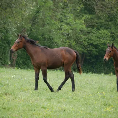 Özgür at