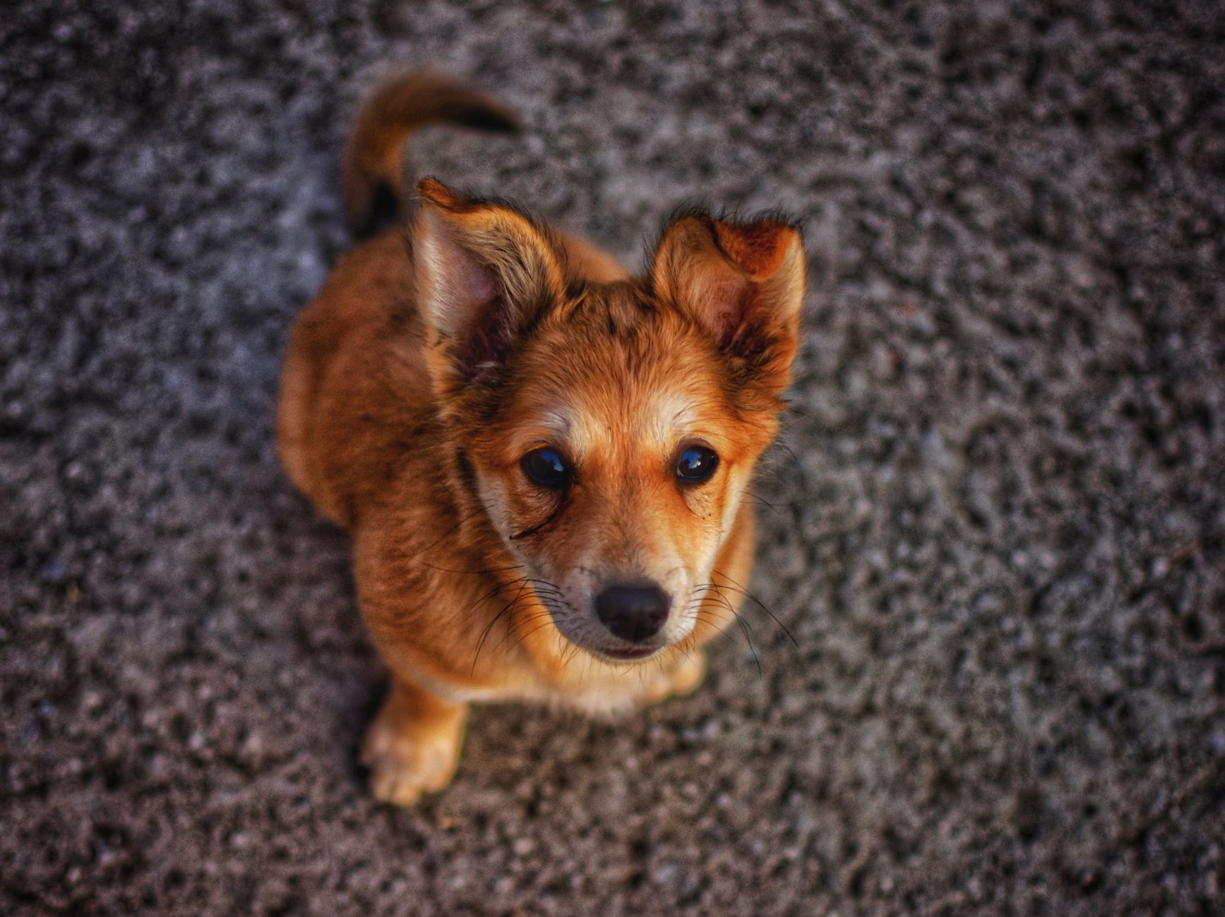 Sadık köpek