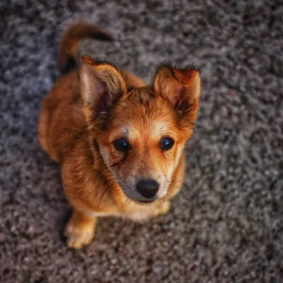 Sadık köpek