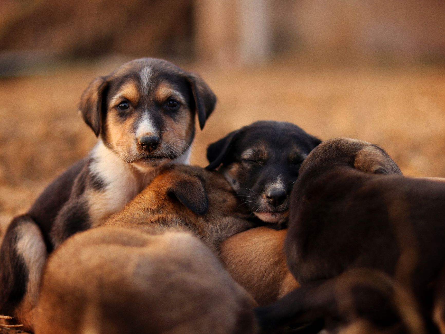 Sadık köpek