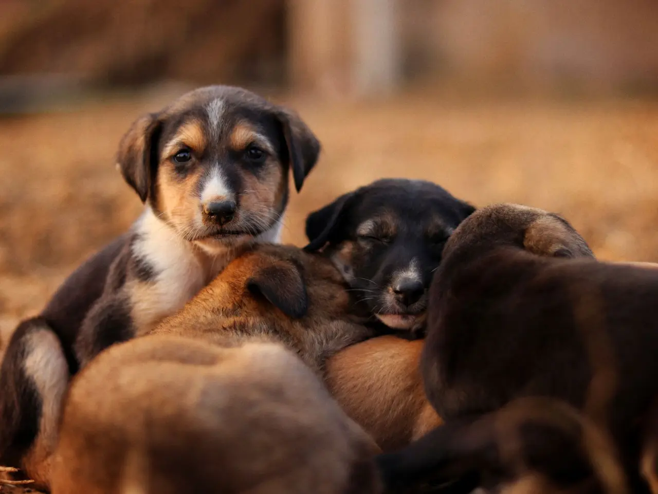 Sadık köpek