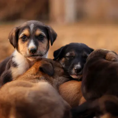 Sadık köpek