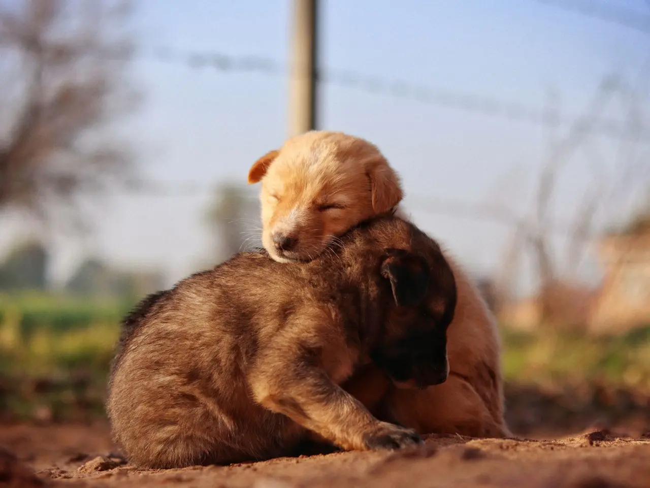 Sadık köpek