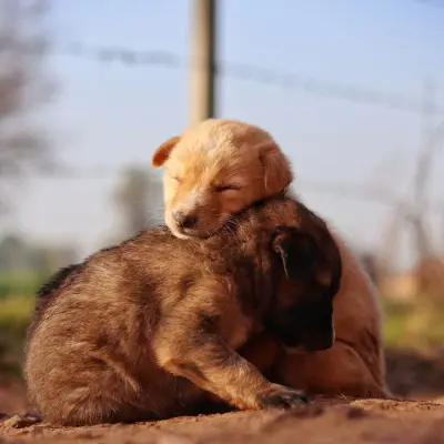 Sadık köpek