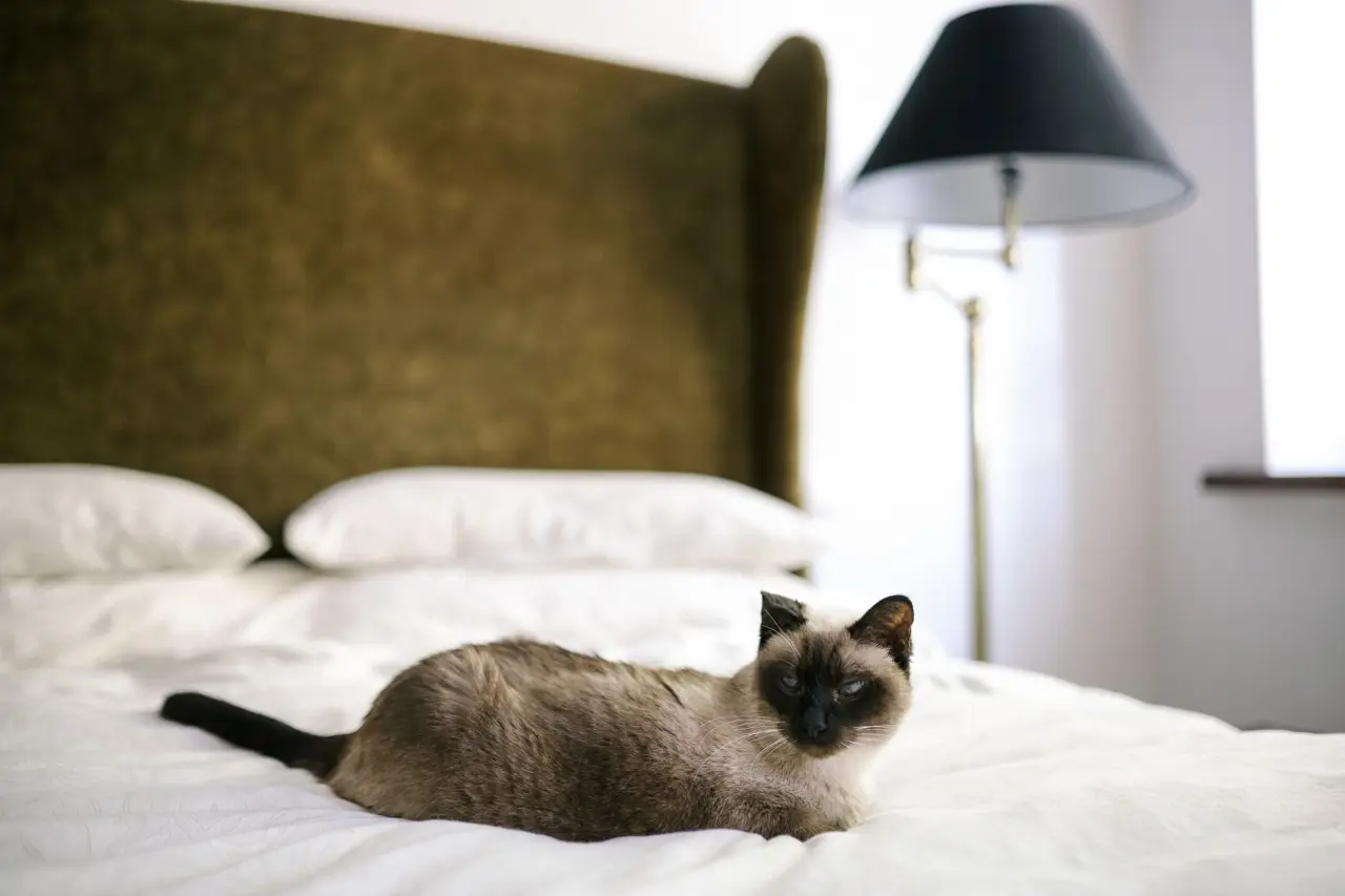 Sevimli kedi