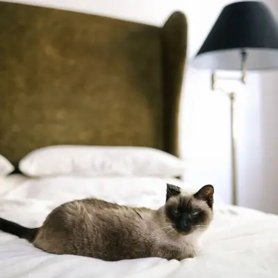 Sevimli kedi
