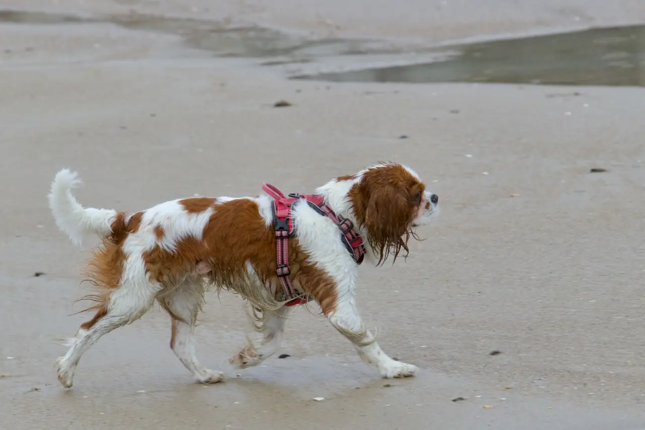 Sadık köpek