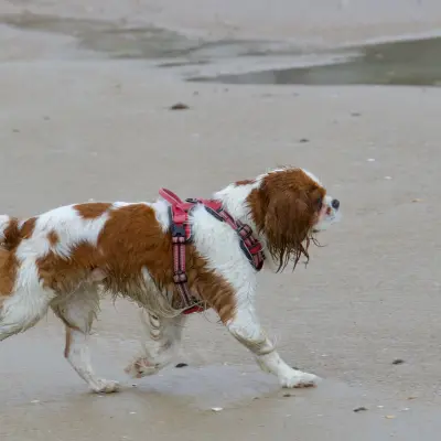 Sadık köpek