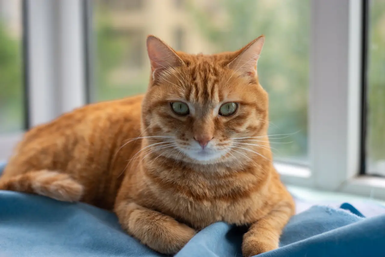 Sevimli kedi