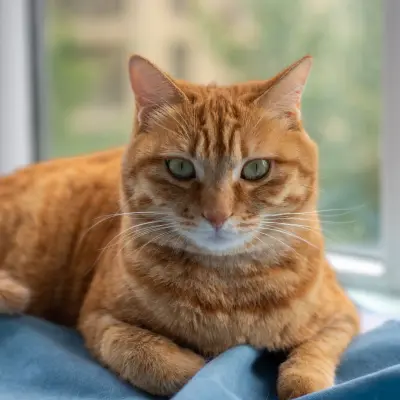 Sevimli kedi