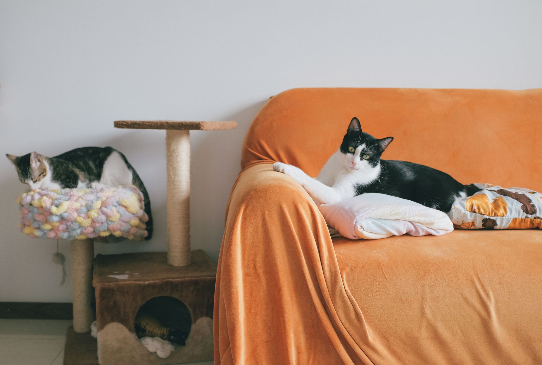 Sevimli kedi