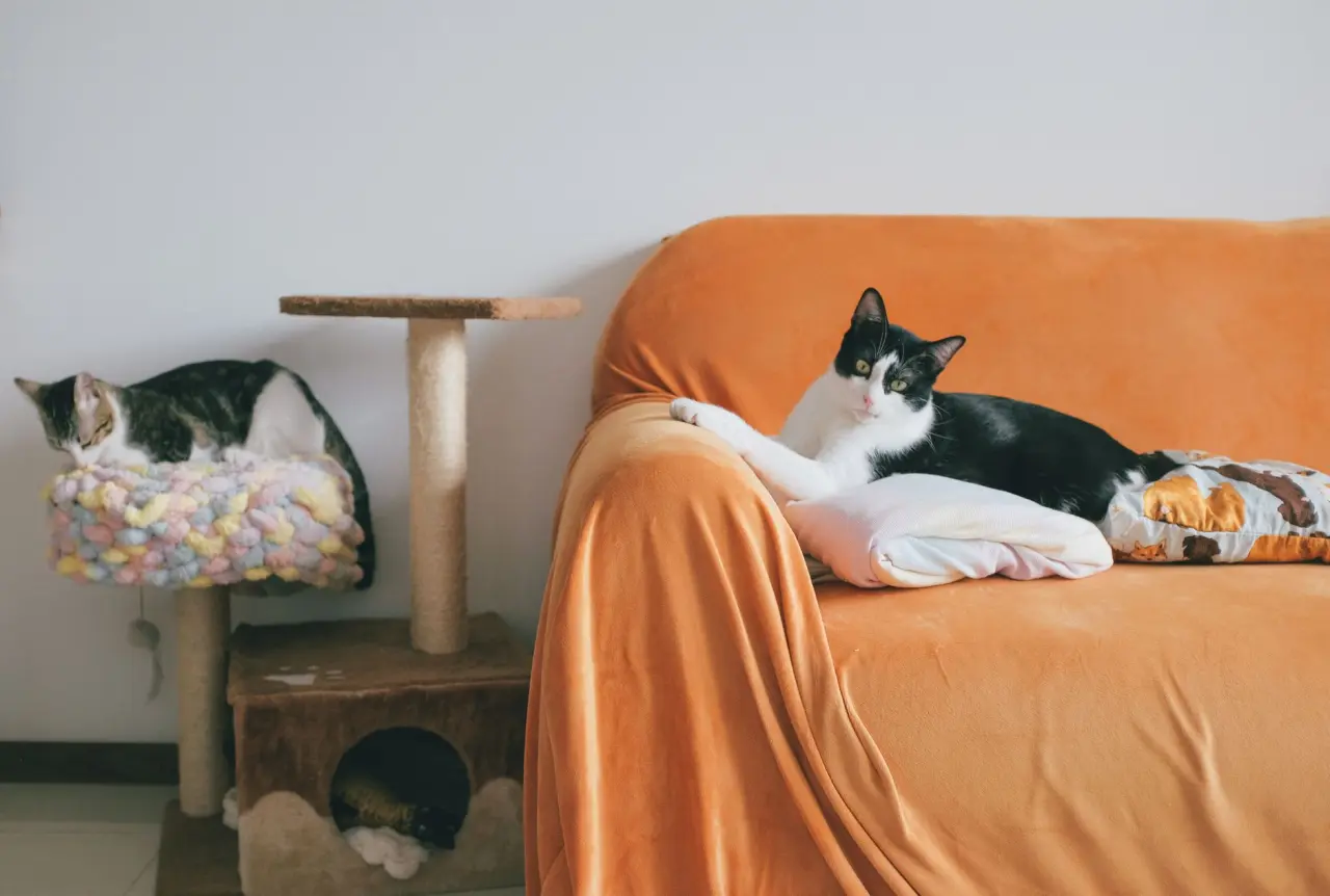 Sevimli kedi