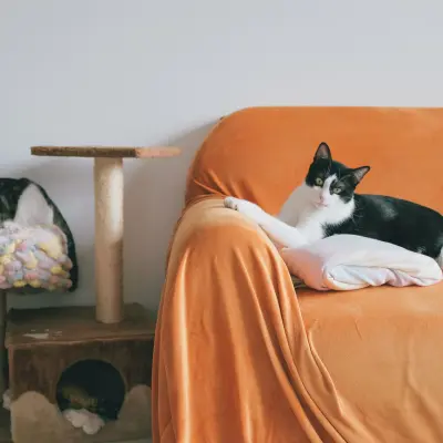 Sevimli kedi