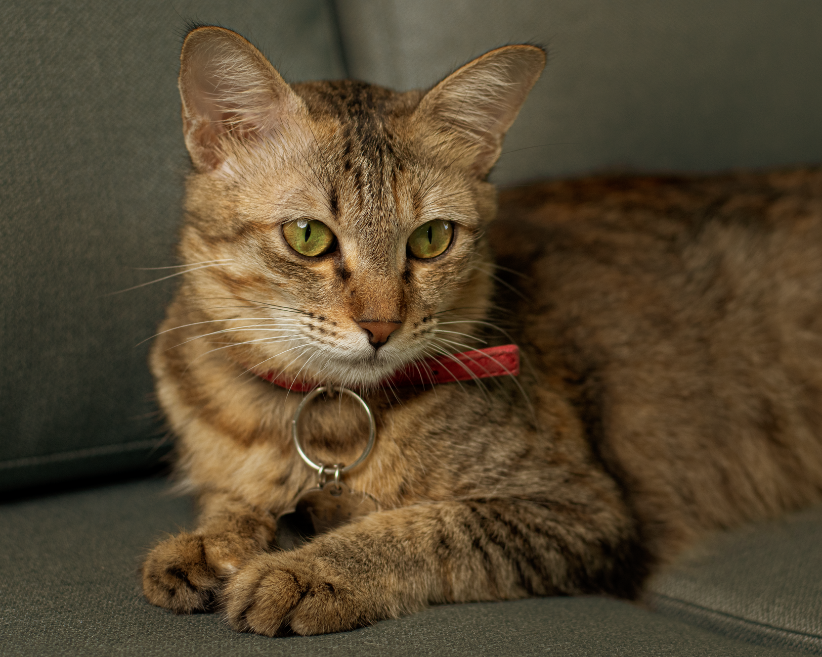 Sevimli kedi