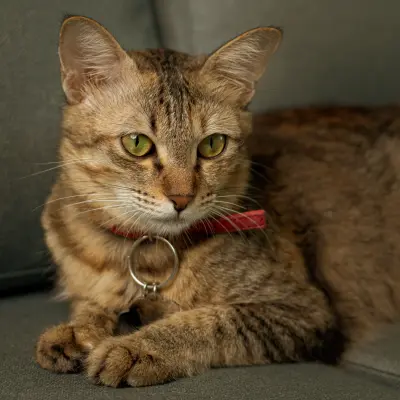 Sevimli kedi