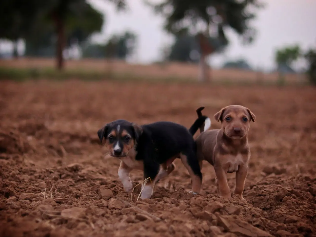 Sadık köpek
