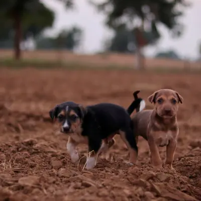 Sadık köpek