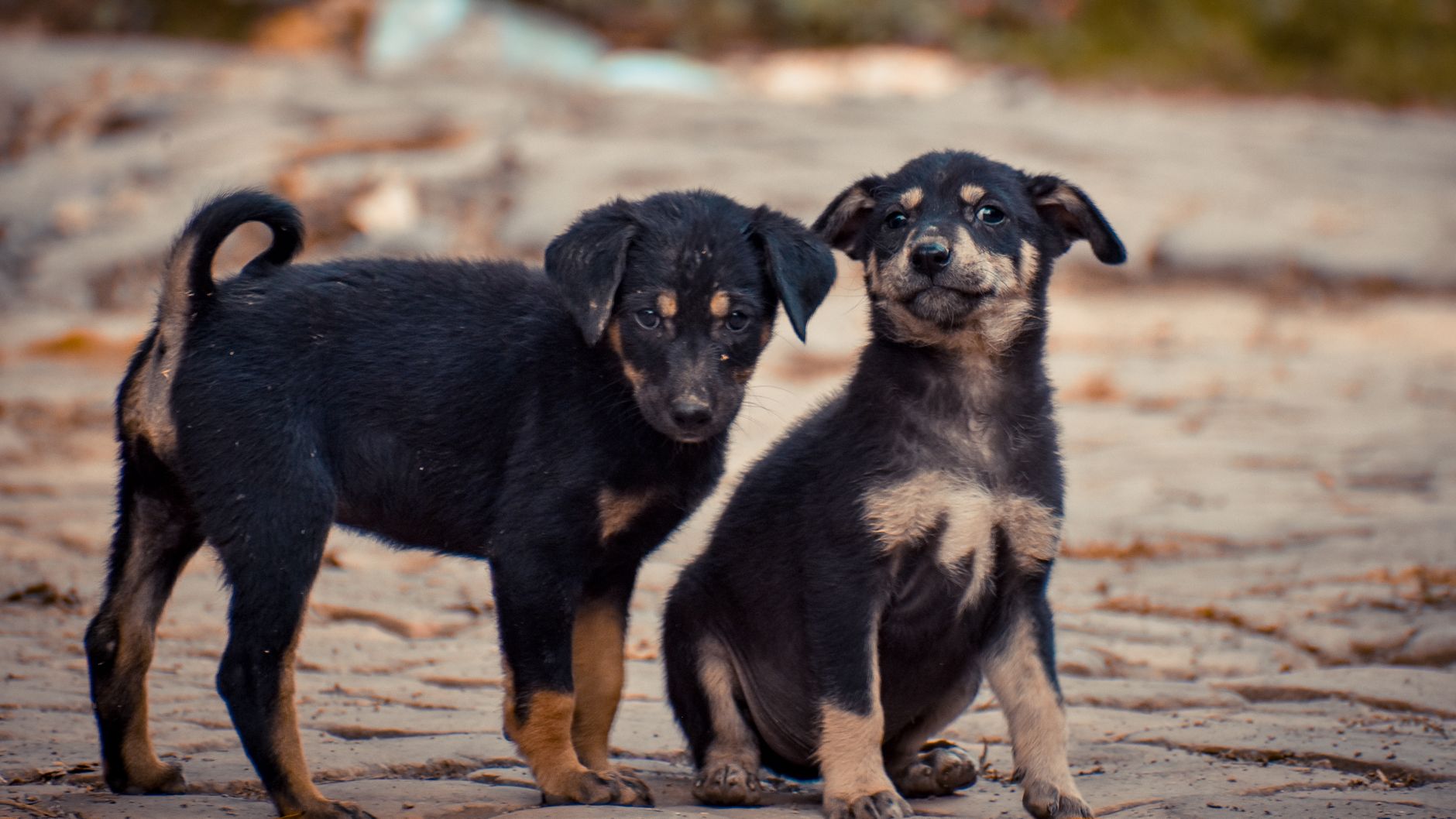 Sadık köpek