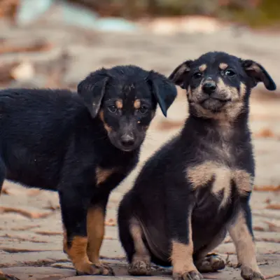 Sadık köpek