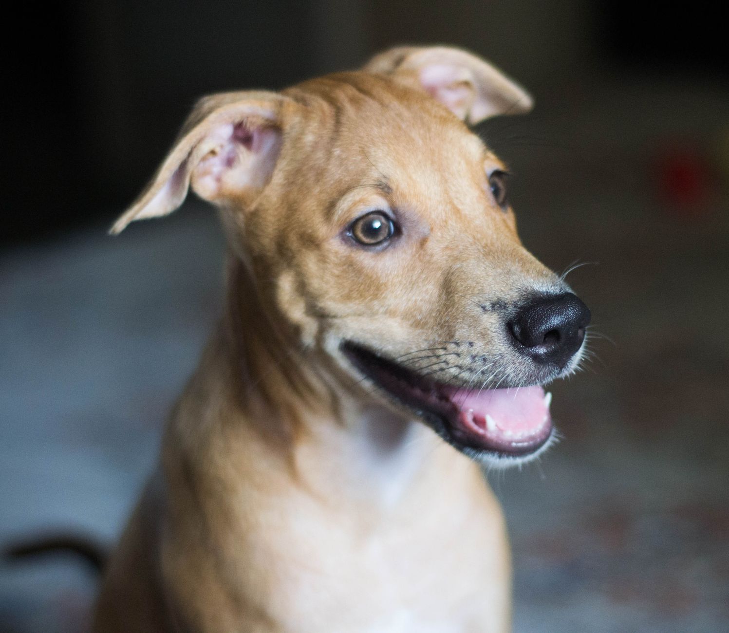 Sadık köpek