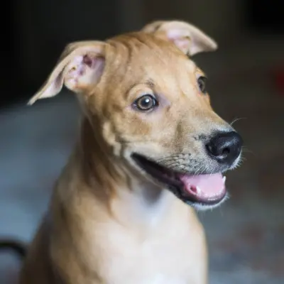 Sadık köpek