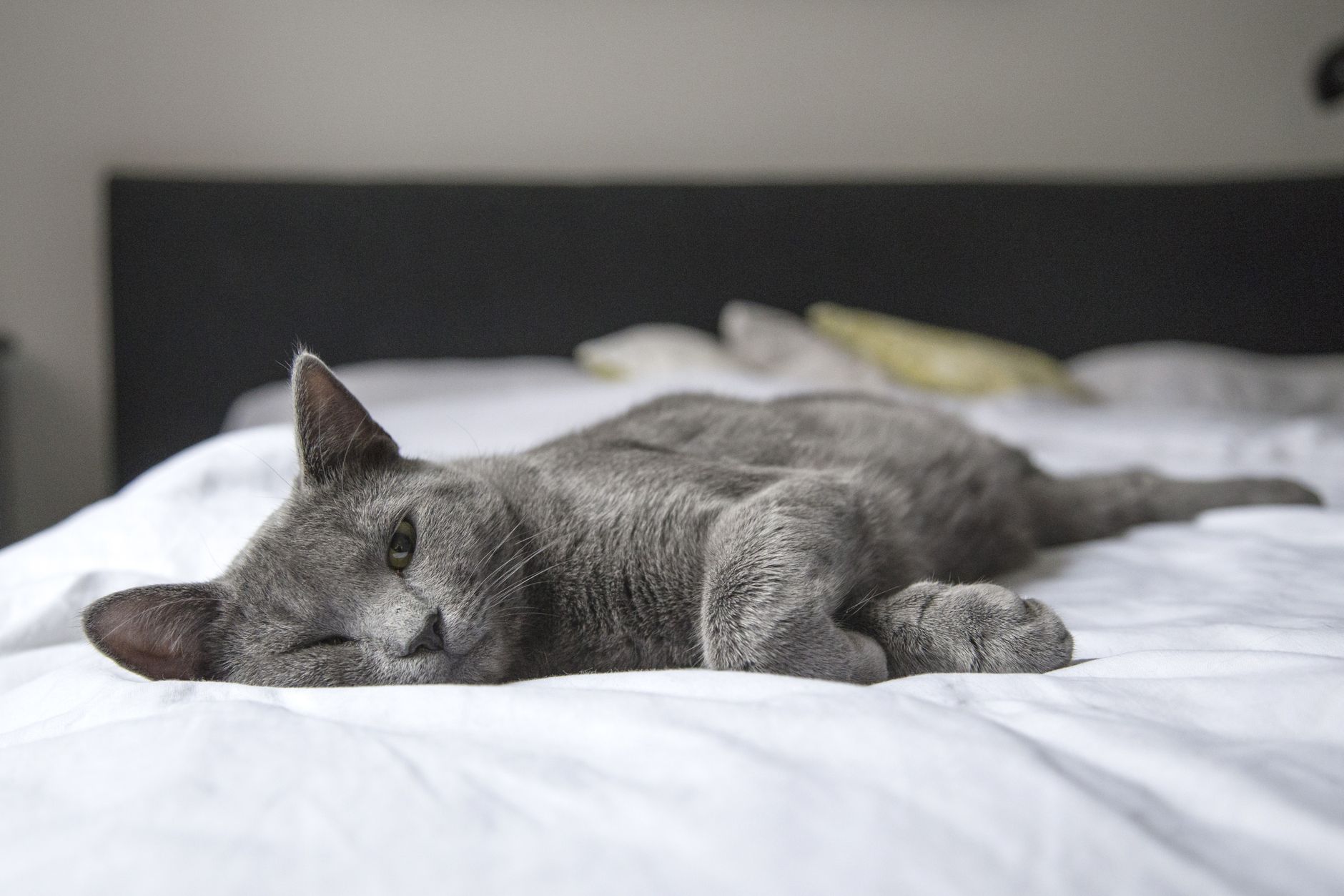 Sevimli kedi