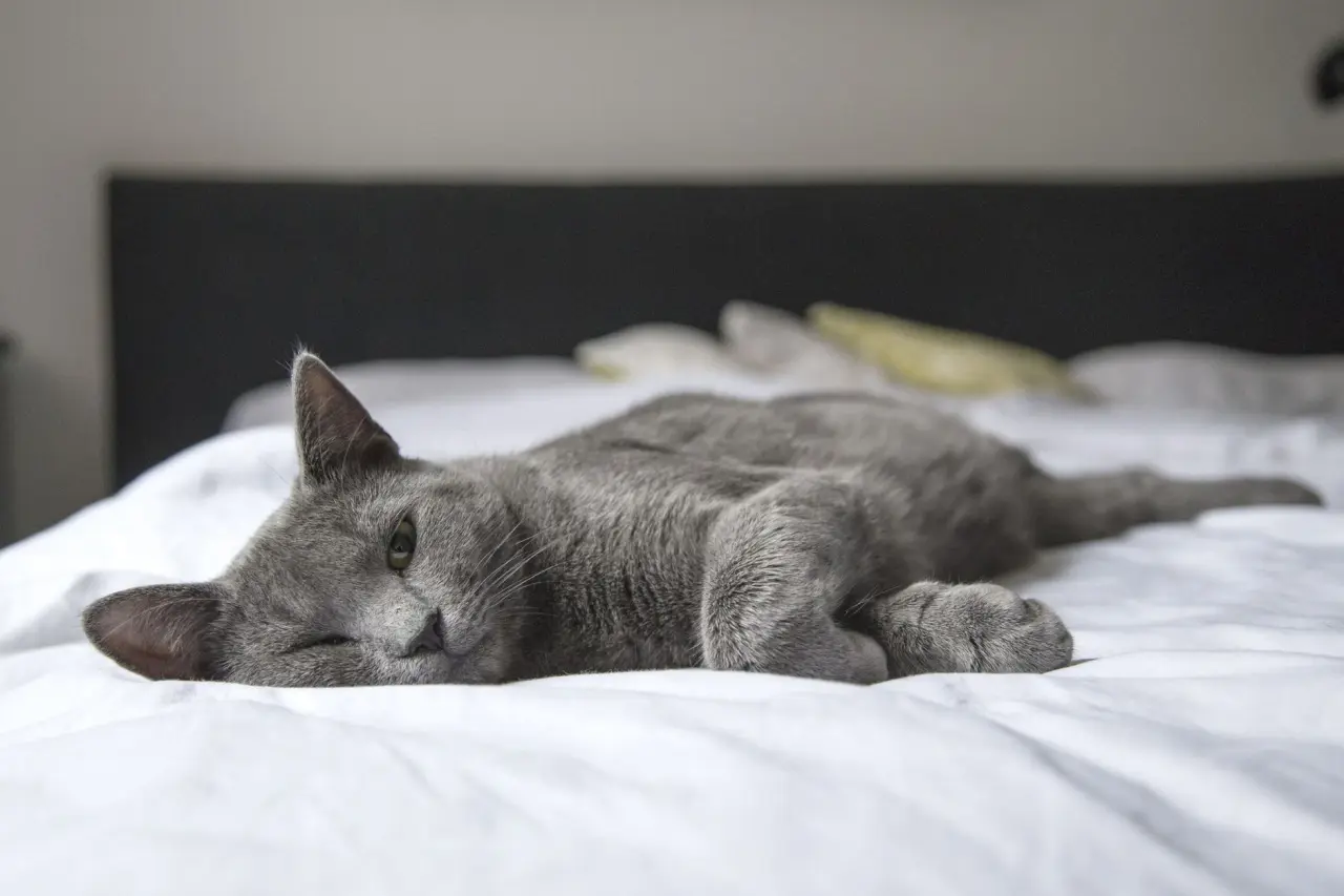 Sevimli kedi