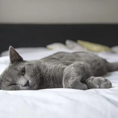 Sevimli kedi