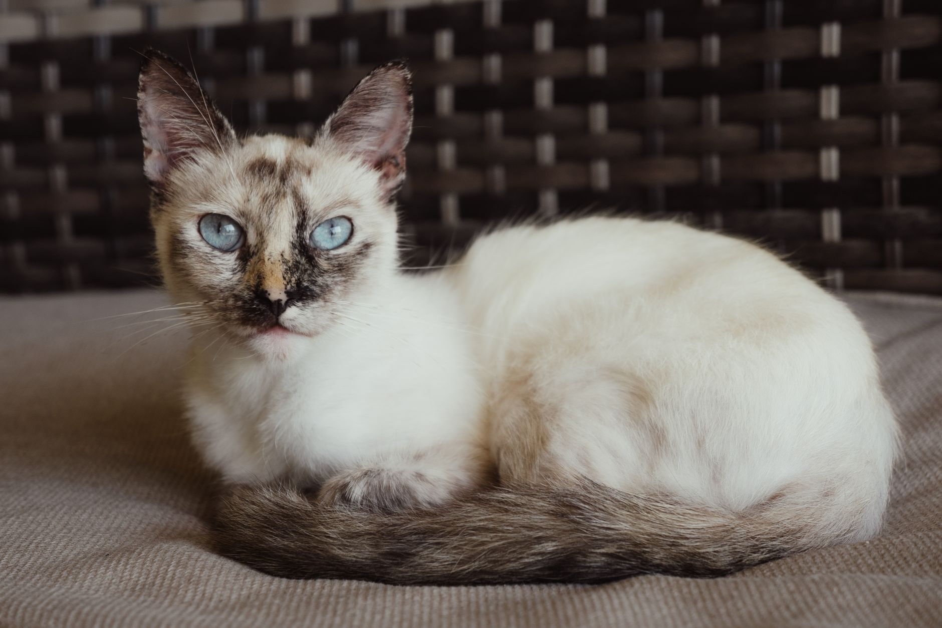 Sevimli kedi