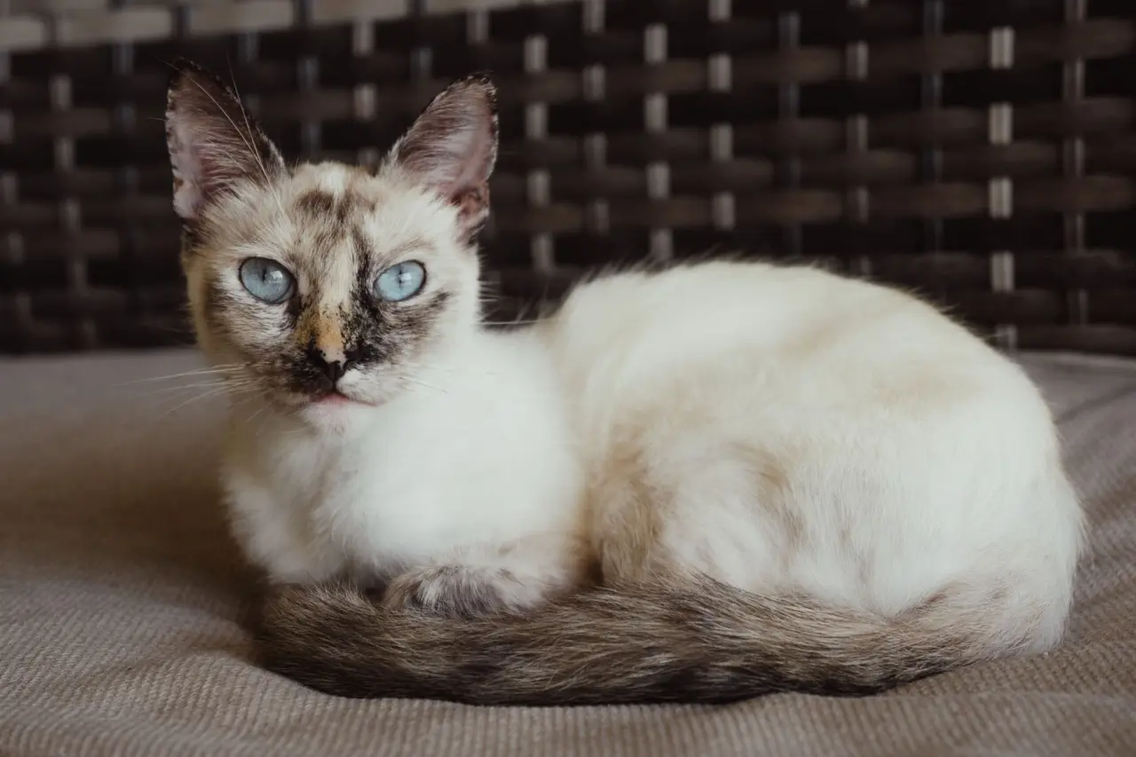 Sevimli kedi