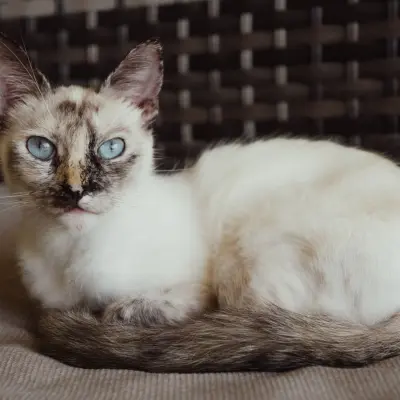 Sevimli kedi