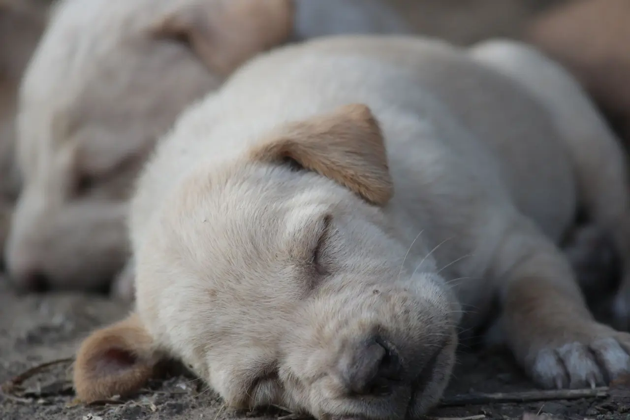 Sadık köpek