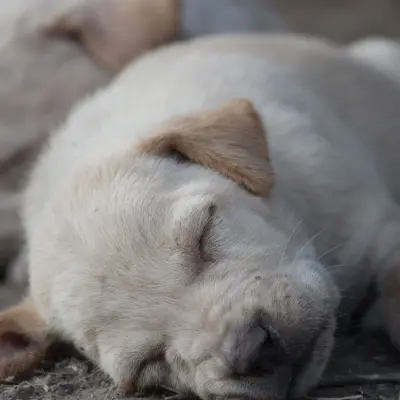 Sadık köpek