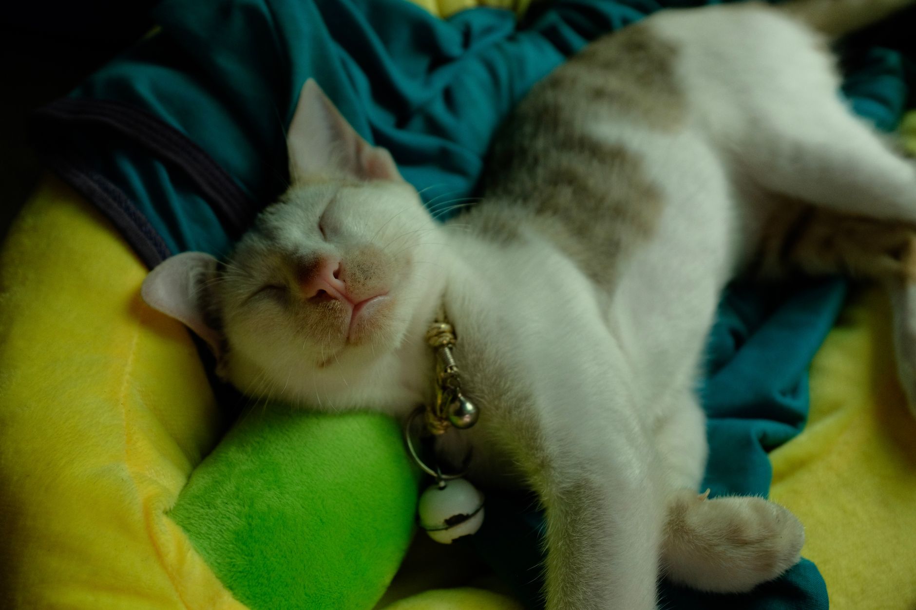 Sevimli kedi