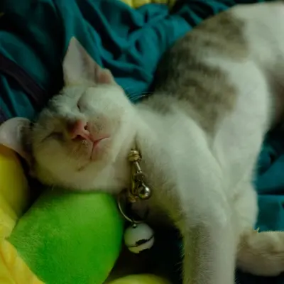 Sevimli kedi