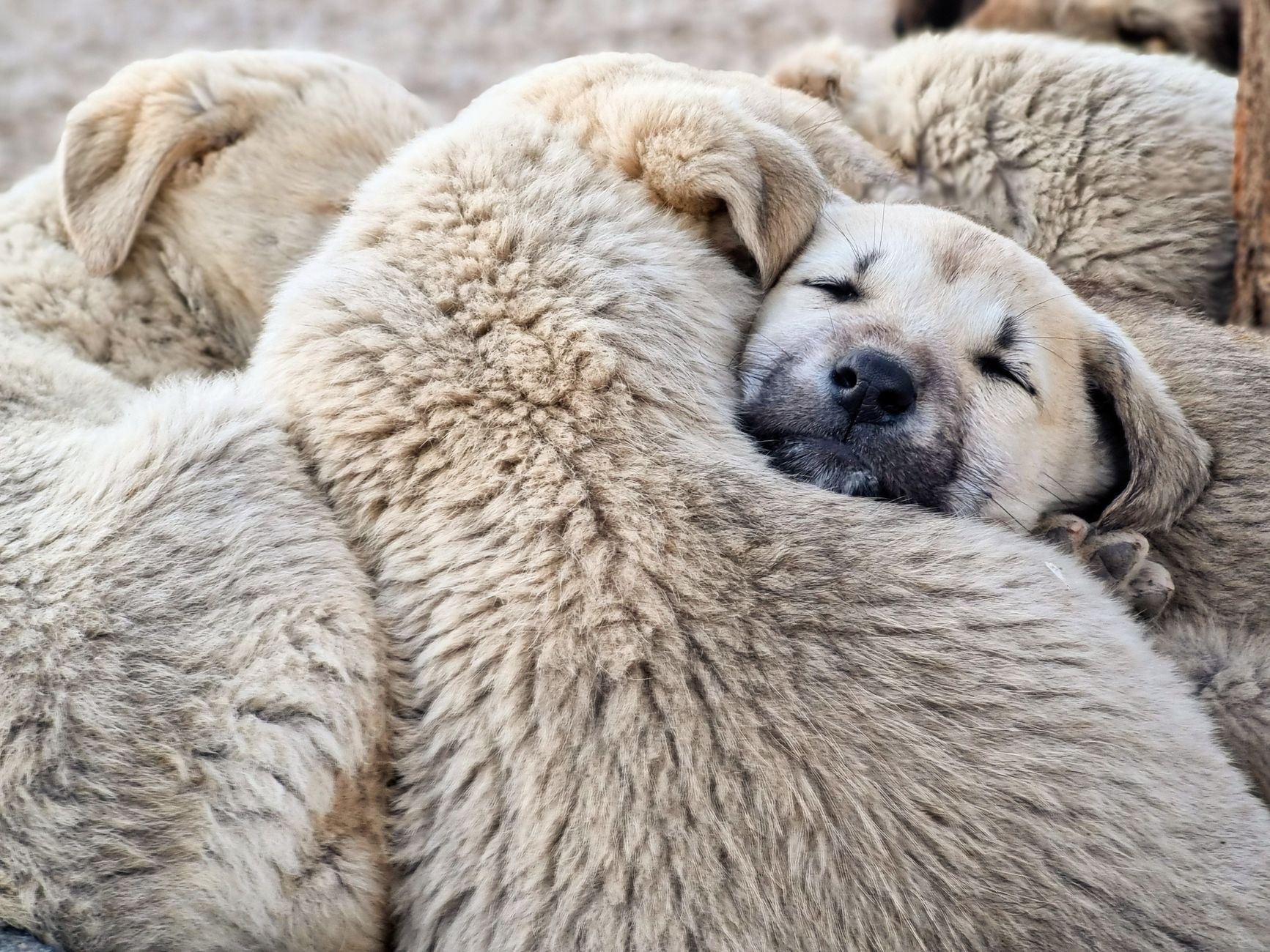 Sadık köpek