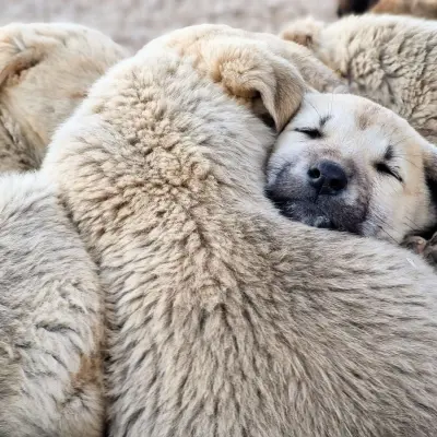 Sadık köpek