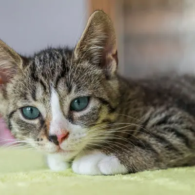 Sevimli kedi