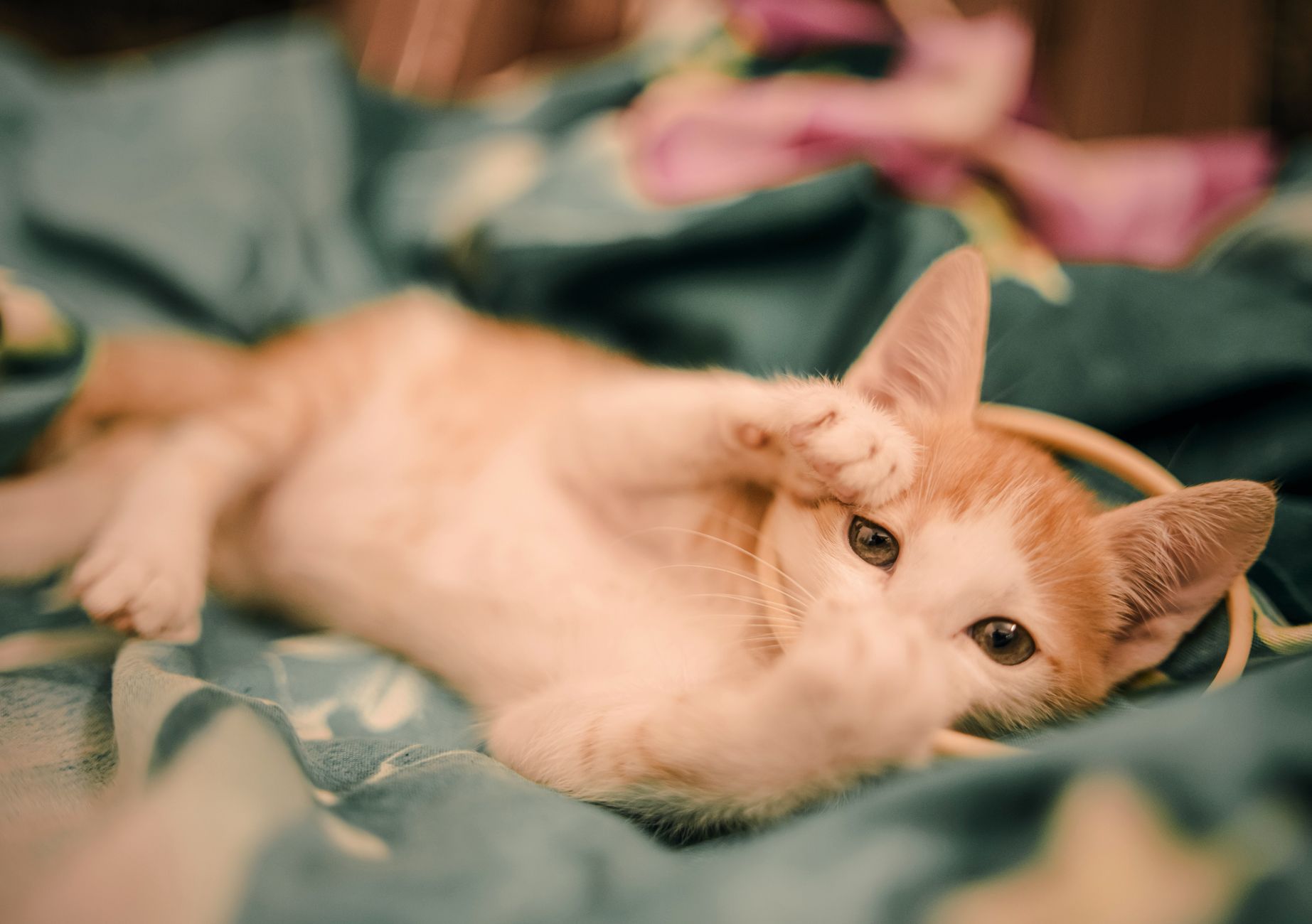 Sevimli kedi